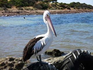 Pelicans at Emu Bay, Kangaroo Island, SA, Australia