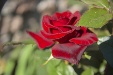 Obraz premium Red rose close-up against a background of green leaves and a blurred background. Concept of shallow depth of field. In the category of the creative background of the screen saver, wallpaper.
