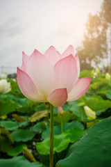 Obraz premium beautiful pink lotus flower in blooming at sunset