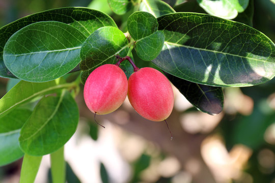 Carissa carandas, Carunda, Karonda seeds ripe pink or red colorful, tropical citrus karanda or koromcha fruit, Karanda(or carunda) fresh karanda(or Carunda)