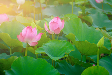 beautiful pink lotus flower in blooming at sunset