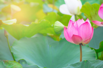 beautiful pink lotus flower