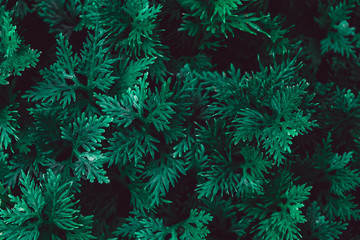  low key of green fern  leaves background