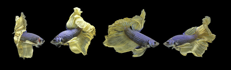 Siamese fighting fish, black backdrop, Betta splendens, Betta Fish, Half moon Betta.