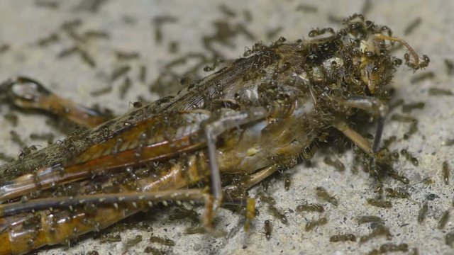 Locust Grasshopper Eaten By Ants At Night