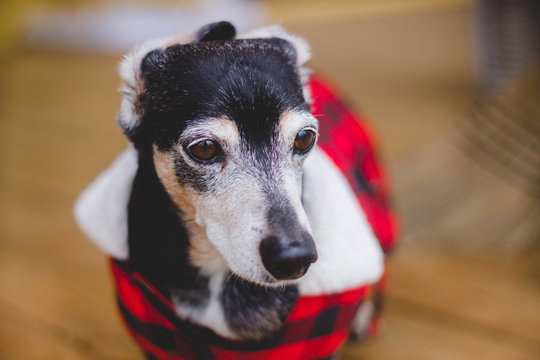 Dachshund Wearing Winter Coat