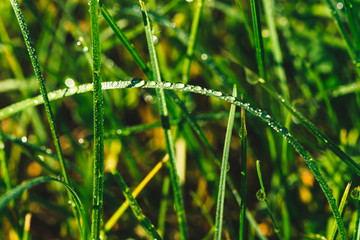 Beautiful vivid shiny green grass with dew drops close-up with copy space. Pure, pleasant, nice greenery with rain drops in sunlight in macro. Background from green textured plants in rain weather.