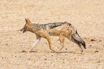Fototapeta premium Black-backed Jackal