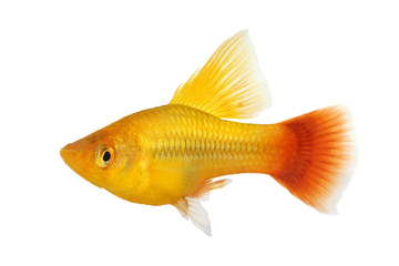 Hi Fin Platy platy male Xiphophorus maculatus tropical aquarium fish 