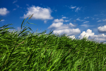 Sommerwiese mit blauem Himmel und Schäfchenwolken