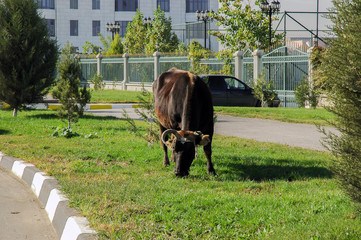 Cow in the city