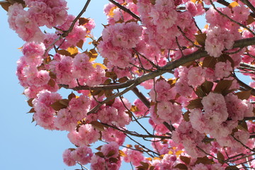 Pink cherry blossoms with blue sky.