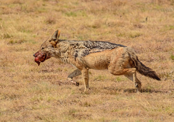 Bring Dinner Home