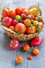 Basket filled with colorful tomatoes