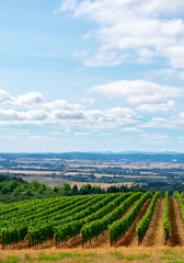 Fototapeta na wymiar Looking over lush green rows in summer on a hill in an Oregon vineyard with a view of the valley behind, blue sky and clouds above.