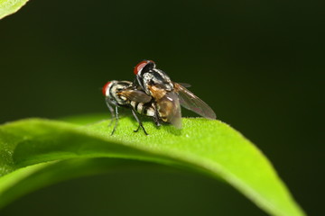 macro shot of fly mating flash on
