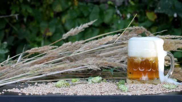 A light beer is poured into the mug, the table is filled with grain, hops. The foam overflows. Futa for the advertising of light beer.