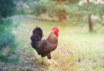 Photo of a close-up beautiful big cock