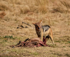 Black-backed Jackal