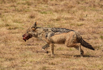 Black-backed Jackal