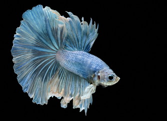 Siamese fighting fish fight blue fish, Betta splendens, Betta fish, Halfmoon Betta.