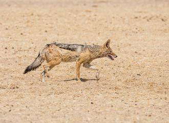 Black-backed Jackal