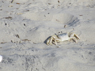 ghost crab in the sand