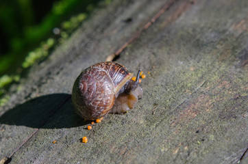 snail