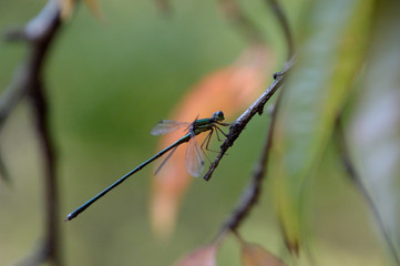 木の枝にとまったイトトンボ