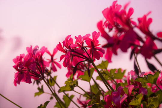 Flor 