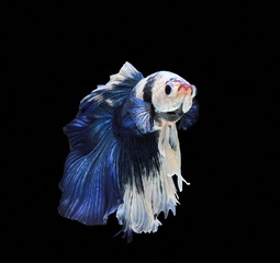 Fish fighting, beautiful fish, colorful fish fighting Siam, on a black background.