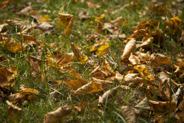 yellow foliage in green grass  autumn background