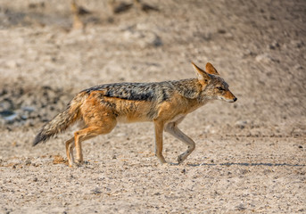 Black-backed Jackal