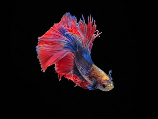 Fighting fish, beautiful fish, beautiful color fighting fish Siam, black background.