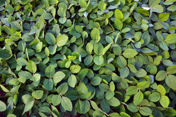 Green soy plants