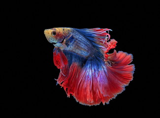 Fighting fish, beautiful fish, beautiful color fighting fish Siam, black background.