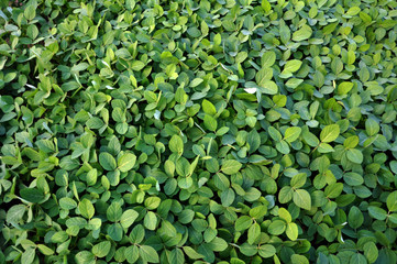 Green soy plants