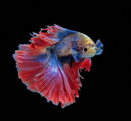 Fighting fish, beautiful fish, beautiful color fighting fish Siam, black background.