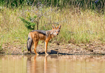 Black-backed Jackal