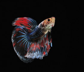 Fighting fish, beautiful fish, beautiful color fighting fish Siam, black background.