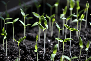 Stairs sweet pepper seedlings