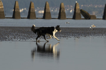 Dog running into water - reflection