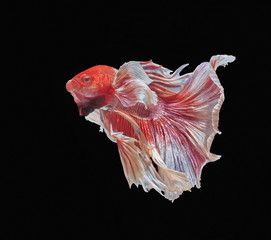 Fish fighting, beautiful fish, colorful fish fighting Siam, colorful tail, prominent action, good posture.