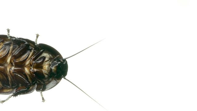 Madagascar cockroach runs . White background. Bottom view. Slow motion