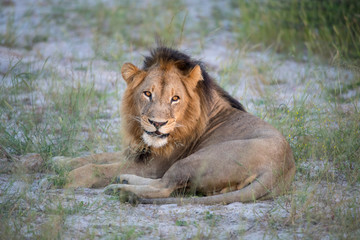 Mighty Lion watching the lionesses who are ready for the hunt in Masai Mara, Kenya (Panthera leo)