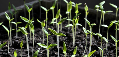 Stairs sweet pepper seedlings