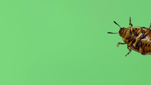 Colorado potato beetle bug walking on green screen. bottom view. Slow motion