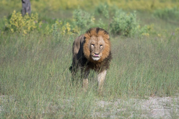 Fototapeta premium Mighty Lion watching the lionesses who are ready for the hunt in Masai Mara, Kenya (Panthera leo)