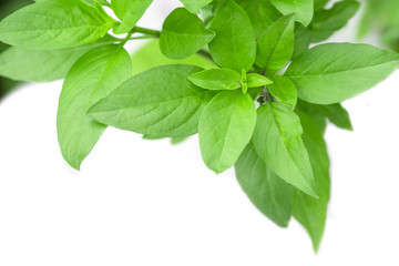 Fototapeta na wymiar Sweet Basil Herb Growing in a organic garden. Thai Basil leaf (Ocimum basilicum) isolated on white background