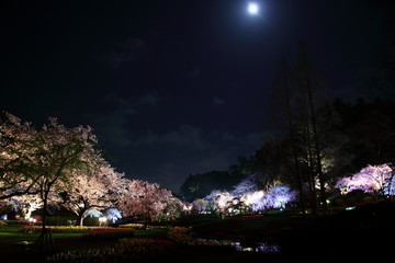 夜桜と満月と花畑とチューリップ